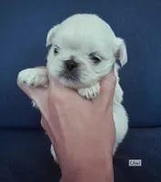 AKC "Chai", a male Pekingese for sale in Lenoir, NC – 2 of 7