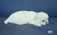 AKC "Chai", a male Pekingese for sale in Lenoir, NC – 3 of 7