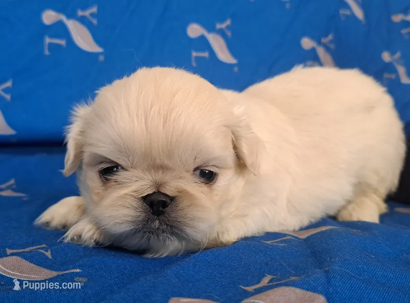 AKC "Chai" – Pekingese puppy for sale in Lenoir, NC