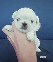 AKC "Crema", a female Pekingese for sale in Lenoir, NC – 4 of 7