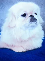 AKC "Crema", a female Pekingese for sale in Lenoir, NC – 5 of 7