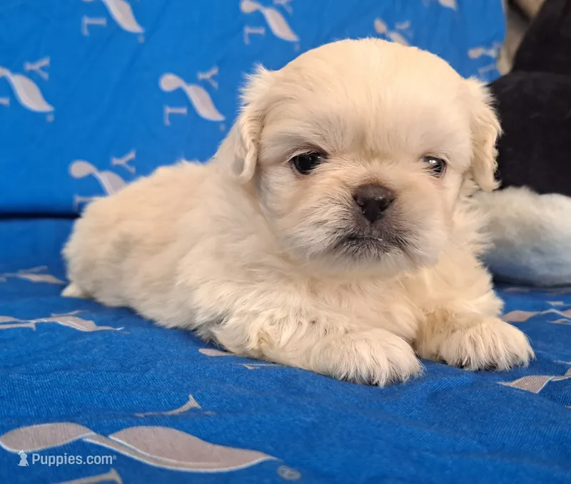 AKC "Latte" – Pekingese puppy for sale in Lenoir, NC