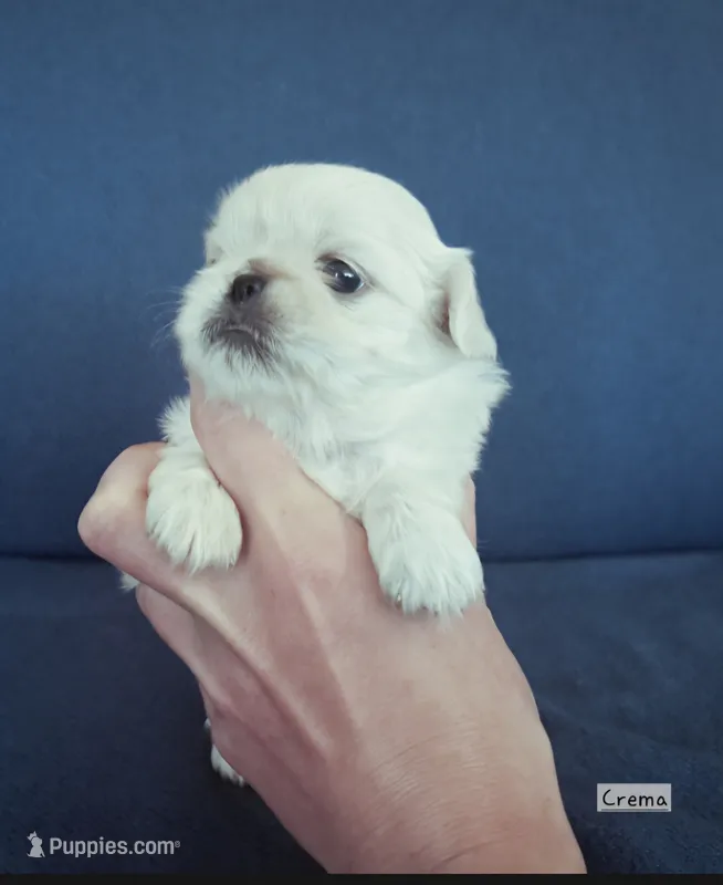AKC "Crema" – Pekingese puppy for sale in Lenoir, NC