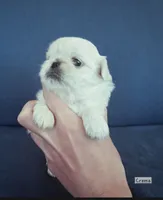 AKC "Crema", a female Pekingese for sale in Lenoir, NC – 1 of 7