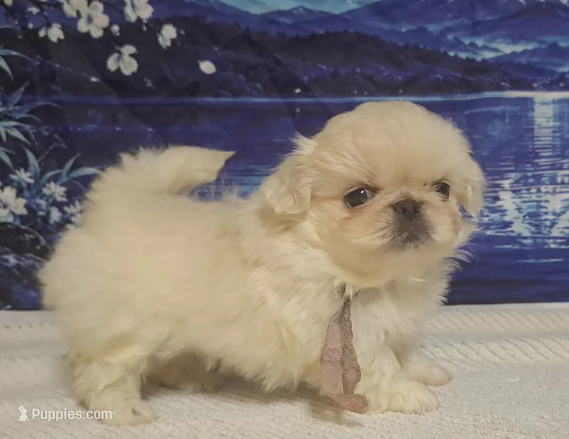 AKC "Breve" – Pekingese puppy for sale in Lenoir, NC