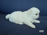AKC "Breve", a female Pekingese for sale in Lenoir, NC – 2 of 7