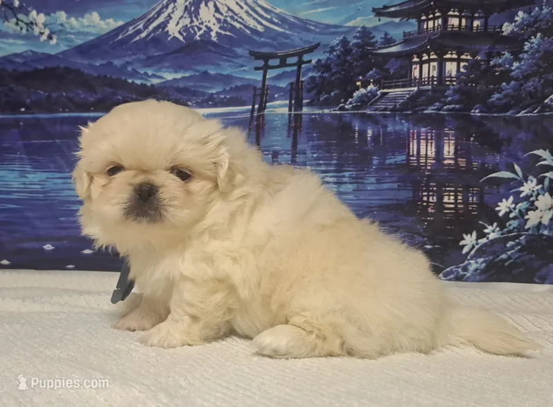 AKC "Latte" – Pekingese puppy for sale in Lenoir, NC