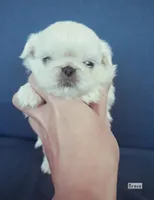 AKC "Breve", a female Pekingese for sale in Lenoir, NC – 3 of 7