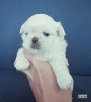 AKC "Latte", a male Pekingese for sale in Lenoir, NC – 4 of 7