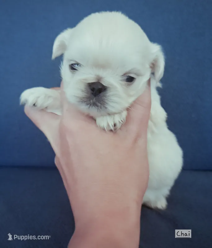AKC "Chai" – Pekingese puppy for sale in Lenoir, NC