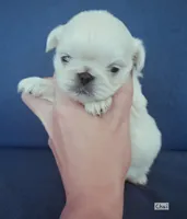 AKC "Chai", a male Pekingese for sale in Lenoir, NC – 1 of 7