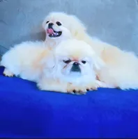 AKC "Latte", a male Pekingese for sale in Lenoir, NC – 6 of 7