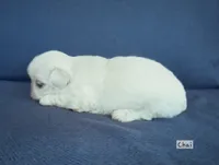 AKC "Chai", a male Pekingese for sale in Lenoir, NC – 4 of 7