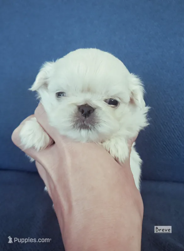 AKC "Breve" – Pekingese puppy for sale in Lenoir, NC