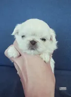 AKC "Breve", a female Pekingese for sale in Lenoir, NC – 1 of 7