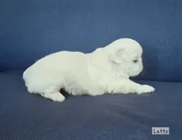 AKC "Latte", a male Pekingese for sale in Lenoir, NC – 2 of 7