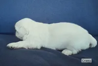 AKC "Crema", a female Pekingese for sale in Lenoir, NC – 3 of 7