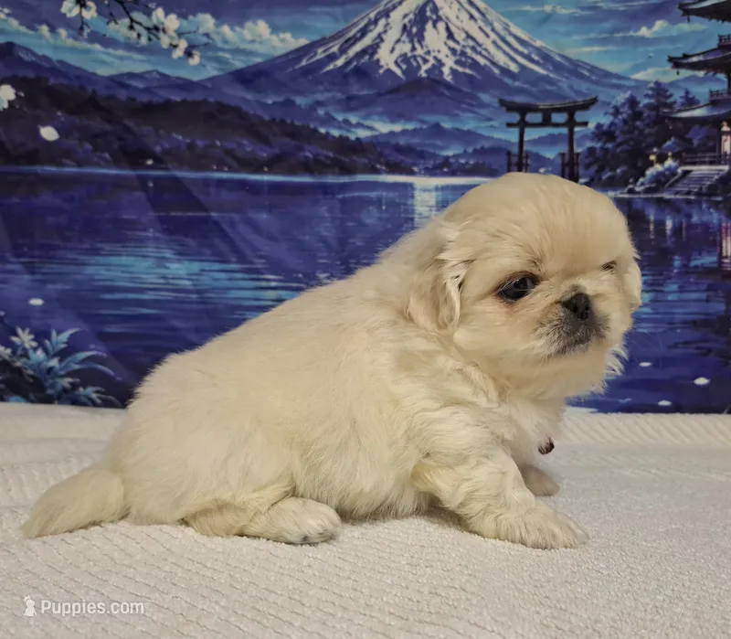 AKC "Crema" – Pekingese puppy on hold in Lenoir, NC