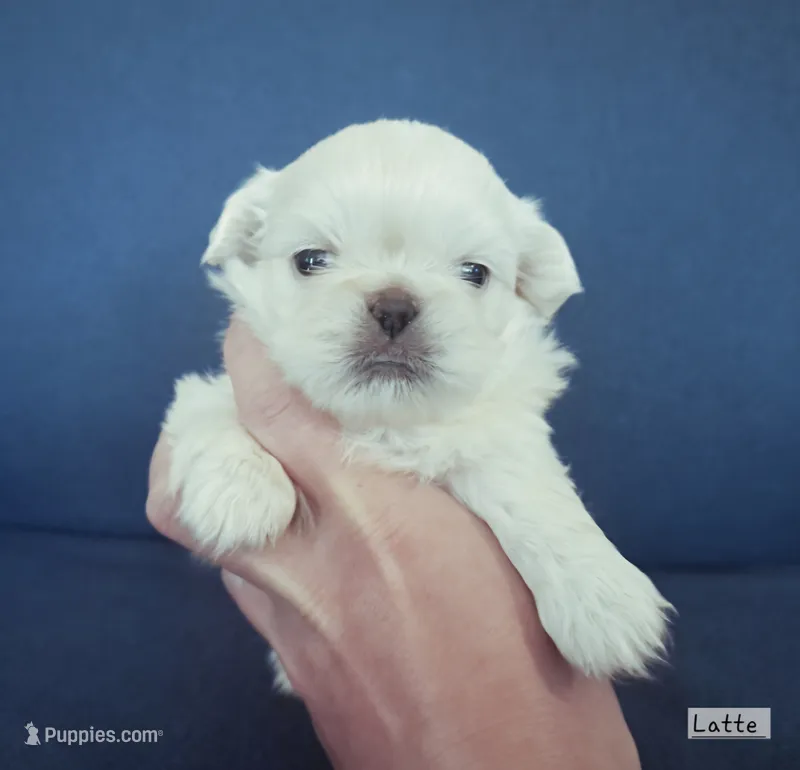 AKC "Latte" – Pekingese puppy for sale in Lenoir, NC