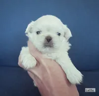 AKC "Latte", a male Pekingese for sale in Lenoir, NC – 1 of 7