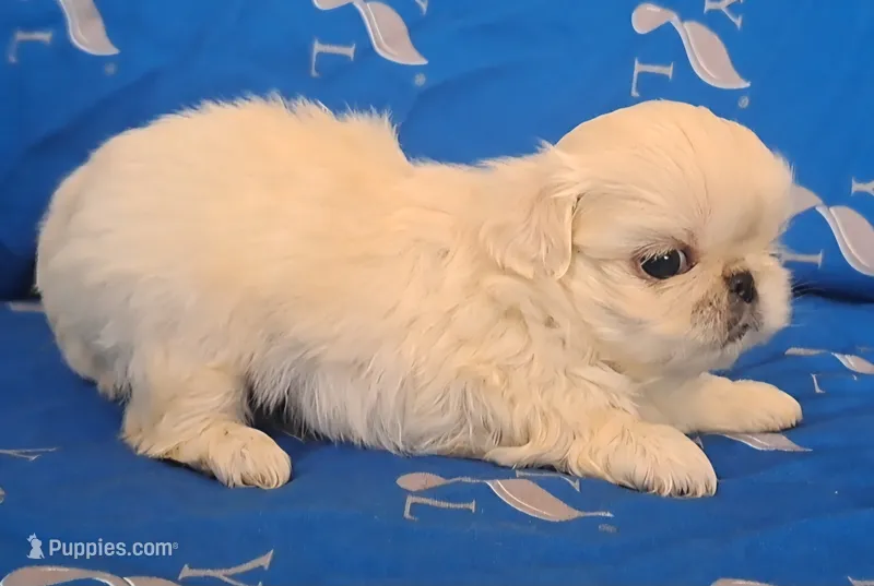 AKC "Crema" – Pekingese puppy for sale in Lenoir, NC