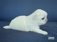AKC "Crema", a female Pekingese for sale in Lenoir, NC – 2 of 7