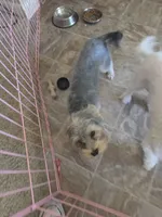 Coco, a male Yorkshire Terrier for sale in Fallbrook, CA – 5 of 5