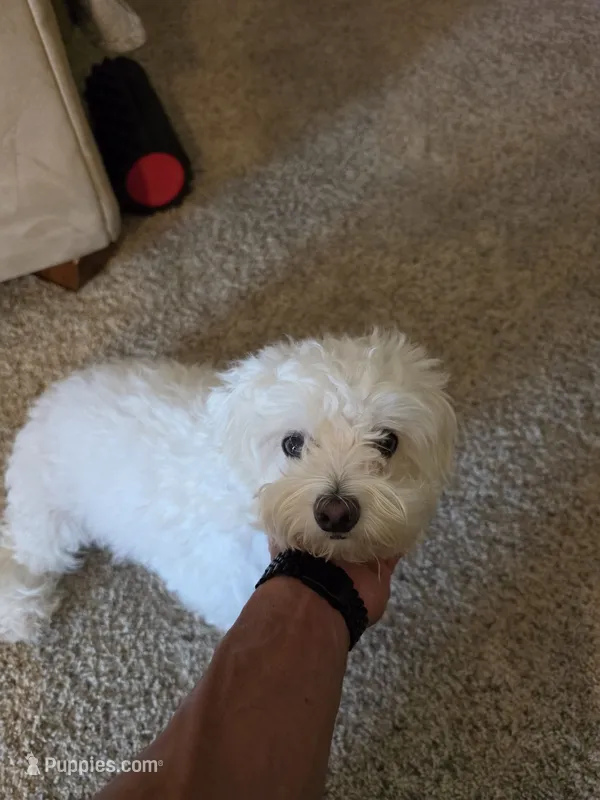 Sugar – Poodle - Multi-Colored Standard puppy for sale in Fallbrook, CA