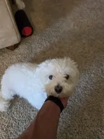 Sugar, a female Poodle - Multi-Colored Standard for sale in Fallbrook, CA – 1 of 5