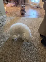 Sugar, a female Poodle - Multi-Colored Standard for sale in Fallbrook, CA – 3 of 5
