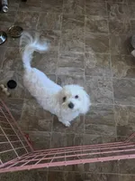 Sugar, a female Poodle - Multi-Colored Standard for sale in Fallbrook, CA – 5 of 5