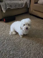 Sugar, a female Poodle - Multi-Colored Standard for sale in Fallbrook, CA – 4 of 5