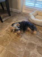Coco, a male Yorkshire Terrier for sale in Fallbrook, CA – 2 of 5