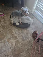 Coco, a male Yorkshire Terrier for sale in Fallbrook, CA – 4 of 5