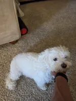 Sugar, a female Poodle - Multi-Colored Standard for sale in Fallbrook, CA – 2 of 5