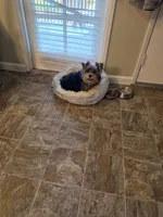 Coco, a male Yorkshire Terrier for sale in Fallbrook, CA – 3 of 5
