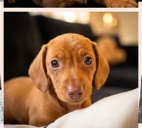 Bambi, a female Dachshund for sale in Fresno, CA – 1 of 1