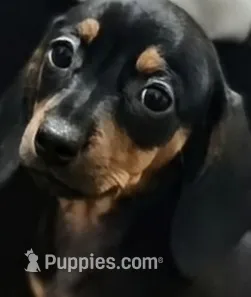 KENSHYNN – Dachshund puppy for sale in Fresno, CA