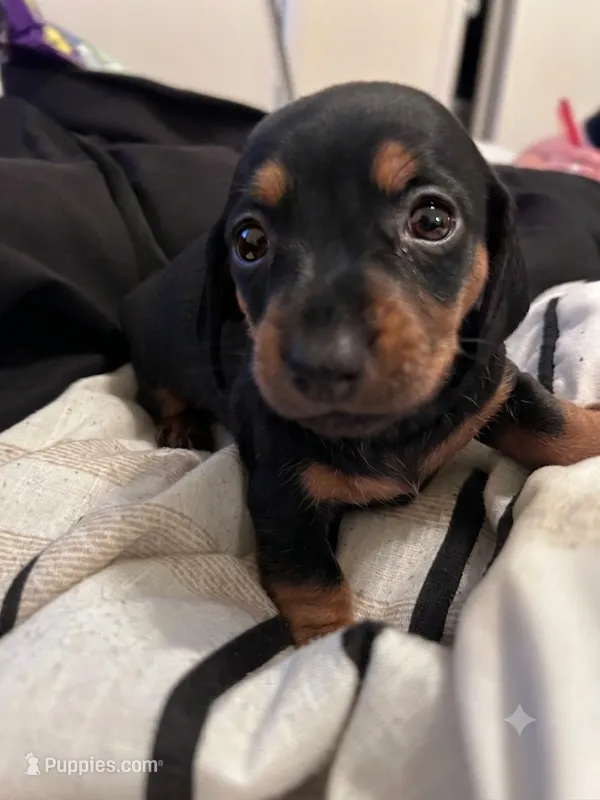 Kenshyn – Dachshund puppy for sale in Fresno, CA