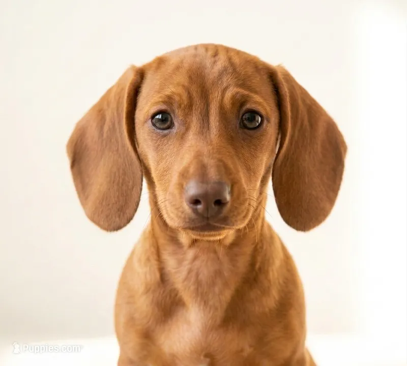 Bambi – Dachshund puppy for sale in Fresno, CA