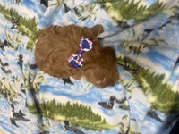 Naomi, a female Cavapoo for sale in Thorp, WI – 2 of 10