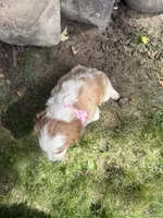 Rosy, a female Cavapoo for sale in Thorp, WI – 9 of 10