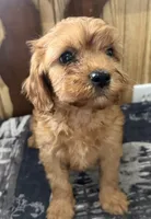 Buddy, a male Cavapoo for sale in Thorp, WI – 9 of 10