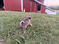 Raina, a female Pug for sale in Thorp, WI – 9 of 10