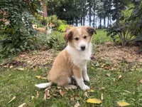 Jasper, a male Shiba Inu and Shetland Sheepdog for sale in Thorp, WI – 4 of 10