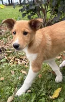 Shelby, a female Shiba Inu and Shetland Sheepdog for sale in Thorp, WI – 2 of 10