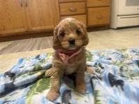 Nina , a female Cavapoo for sale in Thorp, WI – 6 of 10