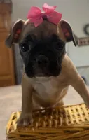 Daisy, a female French Bulldog and Pug for sale in Thorp, WI – 3 of 10