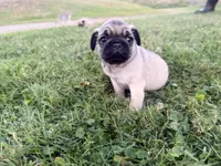 AKC Rocky, a male Pug for sale in Thorp, WI – 5 of 10