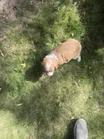 Rascal, a male Cavapoo for sale in Thorp, WI – 9 of 9